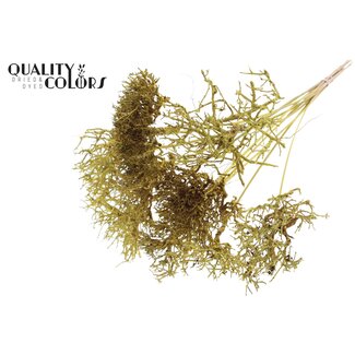 QC Dry Tree op stok | Kleur: Geel | Boeket Bijsteker | Lengte bijsteker ± 50 centimeter | 10 bijstekers per bos