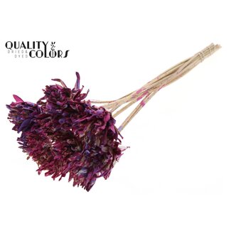 QC Shola Dennenhouten Flower on a stick | Colour: Multicoloured Cherry-coloured Milka Purple | Shola Slice Pine Insert Stick | Flower diameter 6 centimetres | Length ± 50 centimetres | 10 insert sticks per bunch