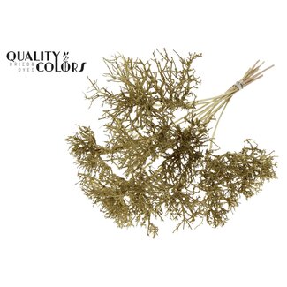 QC Dry Tree op stok | Kleur: Goudkleurig | Boeket Bijsteker | Lengte bijsteker ± 50 centimeter | 10 bijstekers per bos