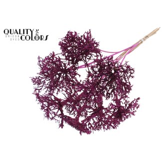 QC Dry Tree op stok | Kleur: Lilakleurig | Boeket Bijsteker | Lengte bijsteker ± 50 centimeter | 10 bijstekers per bos