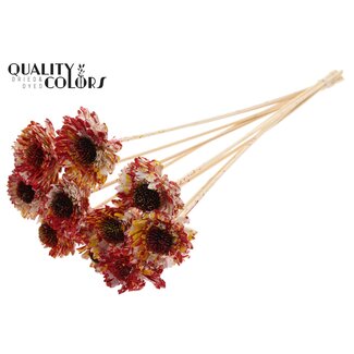 QC Shola Wooden Daisy Sunflower on a stick | Colour: Multicoloured Red Yellow | Shola Daisy Sunflower Plant Stake | Flower diameter 6 centimetres | Stake length ± 50 centimetres | 10 stakes per bunch