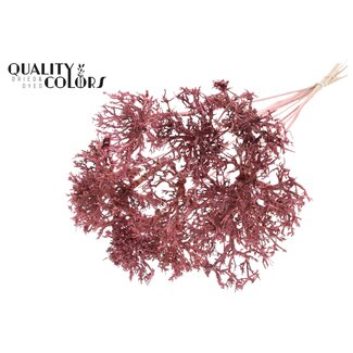 QC Dry Tree op stok | Kleur: Lichtroze | Boeket Bijsteker | Lengte bijsteker ± 50 centimeter | 10 bijstekers per bos