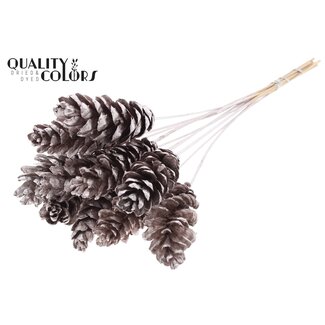 QC Strobus Dennenappel op stok | Kleur: Champagnekleurig | Dennenappel Bijsteker | Diameter 10 - 15 centimeter | Lengte ± 50 centimeter | 10 bijstekers per bos