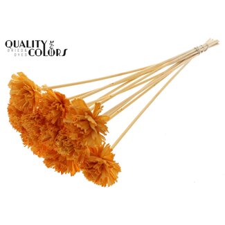 QC Shola Houten Karnish Bloem op stok | Kleur: Abrikooskleurig | Shola Karnish Flower Bijsteker | Diameter bloem 6 centimeter | Lengte bijsteker ± 50 centimeter | 10 bijstekers per bos