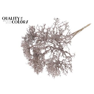 QC Dry Tree op stok | Kleur: Champagnekleurig | Boeket Bijsteker | Lengte bijsteker ± 50 centimeter | 10 bijstekers per bos