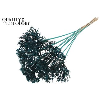 QC Dry Tree op stok | Kleur: Turquoise | Boeket Bijsteker | Lengte bijsteker ± 50 centimeter | 10 bijstekers per bos