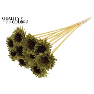 QC Shola Houten Madelief Zonnebloem op stok | Kleur: Olijfgroen | Shola Daisy Sunflower Bijsteker | Diameter bloem 6 centimeter | Lengte bijsteker ± 50 centimeter | 10 bijstekers per bos