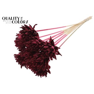 QC Shola Pine Flower on Stick | Colour: Bordeaux Red | Shola Slice Pine Stem | Flower Diameter 6 centimetres | Length ± 50 centimetres | 10 stems per bunch