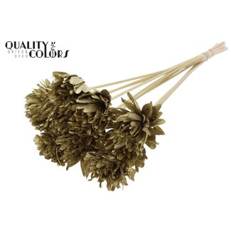 QC Shola Dennenhouten Bloem op stok | Kleur: Goudkleurig | Shola Slice Pine Bijsteker | Diameter bloem 6 centimeter | Lengte ± 50 centimeter | 10 bijstekers per bos
