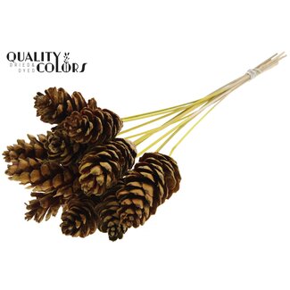 QC Strobus Dennenappel op stok | Kleur: Geel | Dennenappel Bijsteker | Diameter 10 - 15 centimeter | Lengte ± 50 centimeter | 10 bijstekers per bos