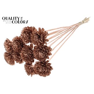QC Shola Houten Zinnia op stok | Kleur: Koperkleurig | Shola Zinia Bijsteker | Diameter bloem 6 centimeter | Lengte bijsteker ± 50 centimeter | 10 bijstekers per bos