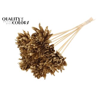 QC Shola Dennenhouten Bloem op stok | Kleur: Antiek Goudkleurig | Shola Slice Pine Bijsteker | Diameter bloem 6 centimeter | Lengte ± 50 centimeter | 10 bijstekers per bos