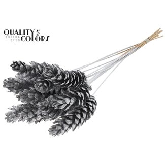 QC Strobus Dennenappel op stok | Kleur: Zilverkleurig | Dennenappel Bijsteker | Diameter 10 - 15 centimeter | Lengte ± 50 centimeter | 10 bijstekers per bos