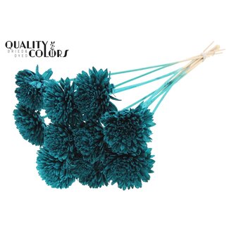 QC Shola Houten Zinnia op stok | Kleur: Turquoise | Shola Zinia Bijsteker | Diameter bloem 8 centimeter | Lengte bijsteker ± 50 centimeter | 10 bijstekers per bos