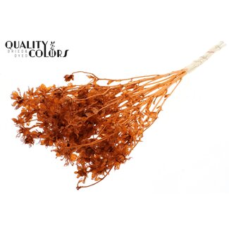 QC Dried Carthamus | Colour: Intense Terracotta | Safflower or Bidens Dried Flowers | Length ± 70 centimetres | Per bunch