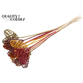 QC Rotan Lata Hart op stok “Pumpkin Spice” | Kleur: Gemengde Kleuren | Lata Heart platte Bijsteker | Lengte ± 50 centimeter | 10 bijstekers per bos