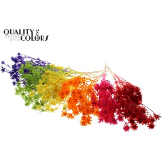 QC Gedroogde Carthamus | Kleur: Intens Gemengde Kleuren | Saffloer of Bidens Droogbloemen | Lengte ± 70 centimeter | Per bos