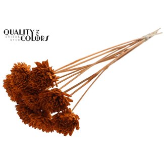 QC Shola Houten Zinnia op stok | Kleur: Terracotta | Shola Zinia Bijsteker | Diameter bloem 6 centimeter | Lengte bijsteker ± 50 centimeter | 10 bijstekers per bos