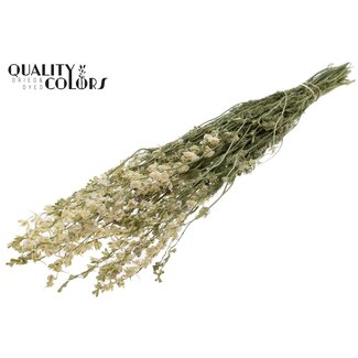 QC Getrockneter Rittersporn | Farbe: Weiß | Delphinium Trockenblumen | Länge ± 70 Zentimeter | Pro Bund