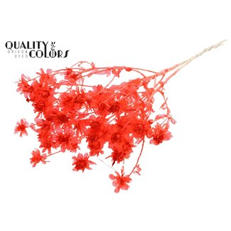 QC Gedroogde Carthamus | Kleur: Intens Koraalkleurig | Saffloer of Bidens Droogbloemen | Lengte ± 70 centimeter | Per bos