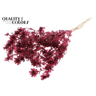 QC Getrocknete Carthamus | Farbe: Intensives Bordeauxrot | Saflor oder Bidens Trockenblumen | Länge ± 70 Zentimeter | Pro Bund