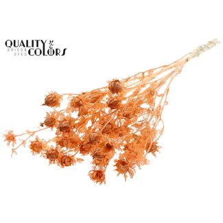 QC Gedroogde Carthamus | Kleur: Intens Frosted Zalmkleurig | Saffloer of Bidens Droogbloemen | Lengte ± 70 centimeter | Per bos