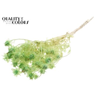 QC Gedroogde Carthamus | Kleur: Intens Frosted Mintgroen | Saffloer of Bidens Droogbloemen | Lengte ± 70 centimeter | Per bos