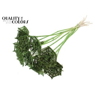 QC Rotan Lata horizontaal Spinnenweb op stok | Kleur: Lichtgroen | Lata Spiderweb platte Bijsteker | Lengte ± 50 centimeter | 10 bijstekers per bos