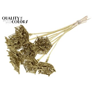 QC Rotan Lata horizontaal Spinnenweb op stok | Kleur: Goudkleurig | Lata Spiderweb platte Bijsteker | Lengte ± 50 centimeter | 10 bijstekers per bos