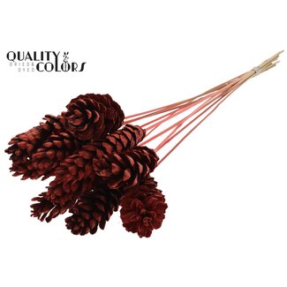 QC Strobus Dennenappel op stok | Kleur: Koraalkleurig | Dennenappel Bijsteker | Diameter 10 - 15 centimeter | Lengte ± 50 centimeter | 10 bijstekers per bos