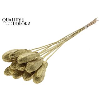 QC Mahonie Zaadpeul op stok | Kleur: Goudkleurig | Swietenia Mahagoni Droogvruchten Bijsteker | Lengte bijsteker ± 50 centimeter | 10 bijstekers per bos