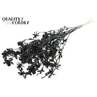 QC Getrocknete Carthamus | Farbe: Intensiv Schwarz | Saflor oder Bidens Trockenblumen | Länge ± 70 Zentimeter | Pro Bund