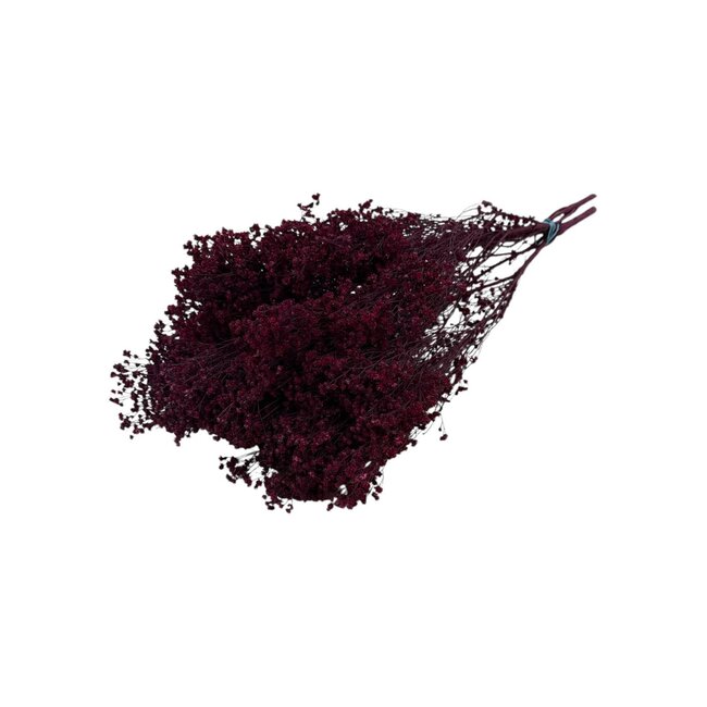 Broom Bloom | Bordeaux Red | 125 gr | 55 cm