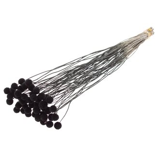 QC Dried Craspedia on stem | Colour: Black | Craspedia Decoration | Length ± 70 centimetres | 10 stems per bunch