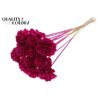 QC Shola Houten Dahlia op stok | Kleur: Lilakleurig | Shola Dhaliya Bijsteker | Diameter bloem 6 centimeter | Lengte ± 50 centimeter | 10 bijstekers per bos