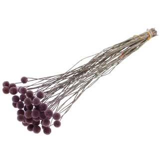 QC Dried Craspedia on stem | Colour: Milka Purple | Craspedia Bouquet Insert | Length ± 70 centimetres | 10 stems per bunch
