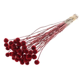 QC Dried Craspedia on stem | Colour: Red | Craspedia Accessory | Length ± 70 centimetres | 10 stems per bunch