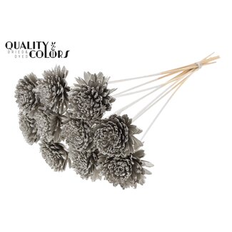 QC Shola Houten Zinnia op stok | Kleur: Platinakleurig | Shola Zinia Bijsteker | Diameter bloem 8 centimeter | Lengte bijsteker ± 50 centimeter | 10 bijstekers per bos