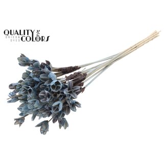 QC Bakuli on stick | Colour: Light blue | Beech nut Seed Pod Pick | Length ± 50 centimetres | 10 picks per bunch