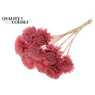 QC Shola Houten Zinnia op stok | Kleur: Lichtroze | Shola Zinia Bijsteker | Diameter bloem 8 centimeter | Lengte bijsteker ± 50 centimeter | 10 bijstekers per bos