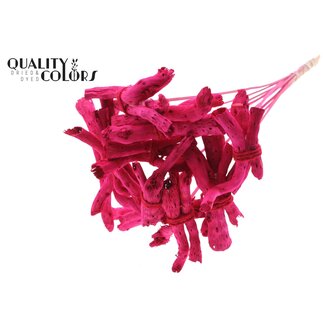 QC Gandiraj Schors op stok | Kleur: Kerskleurig | Gandiraj Bijsteker | Lengte ± 50 centimeter | 10 bijstekers per bos