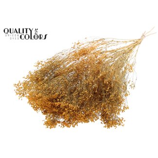 QC Gedroogde Broom Bloom | Kleur: Abrikooskleurig | Brem Droogbloemen | Lengte ± 50 centimeter | Gewicht 100 gram | Per bos