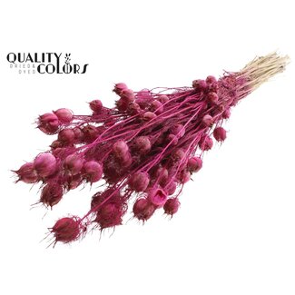 QC Gedroogd Juffertje-in-het-groen | Kleur: Lilakleurig | Nigella Droogbloemen | Lengte ± 45 centimeter | Gewicht 150 gram | Per bos