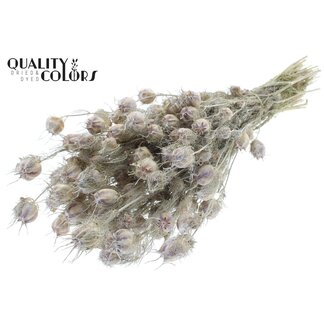 QC Getrocknete Jungfer im Grünen | Farbe: Frosted Weiß | Nigella Trockenblumen | Länge ± 45 Zentimeter | Gewicht 150 Gramm | Pro Bund