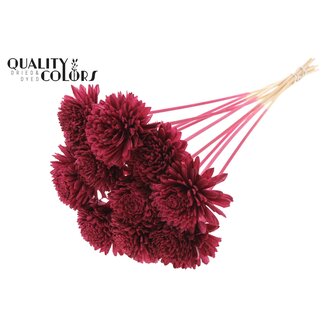 QC Shola Houten Zinnia op stok | Kleur: Bordeauxrood | Shola Zinia Bijsteker | Diameter bloem 8 centimeter | Lengte bijsteker ± 50 centimeter | 10 bijstekers per bos