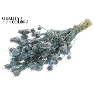 QC Getrocknete Jungfer im Grünen | Farbe: Frosted Hellblau | Nigella Trockenblumen | Länge ± 45 Zentimeter | Gewicht 150 Gramm | Pro Bund