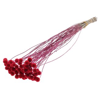 QC Dried Craspedia on stem | Colour: Cherry-coloured | Craspedia Stick-in | Length ± 70 centimetres | 10 stems per bunch