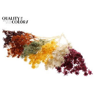 QC Dried Carthamus | Pumpkin Mix | Colour: Mixed Colours | Safflower or Bidens Dried Flowers | Length ± 70 centimetres | Per bunch