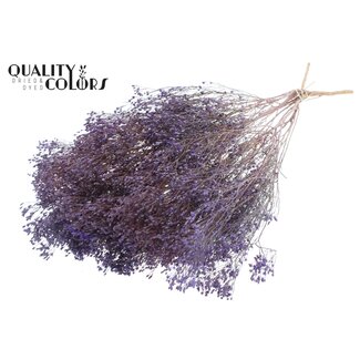 QC Gedroogde Broom Bloom | Kleur: Frosted Milkapaars | Brem Droogbloemen | Lengte ± 50 centimeter | Gewicht 100 gram | Per bos