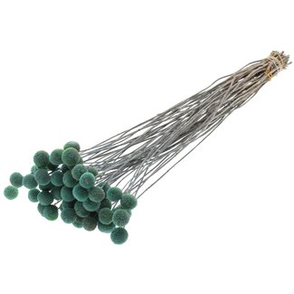 QC Gedroogde Craspedia op steel | Kleur: Frosted Lichtblauw | Craspedia Bijsteker | Lengte ± 70 centimeter | 10 takken per bos